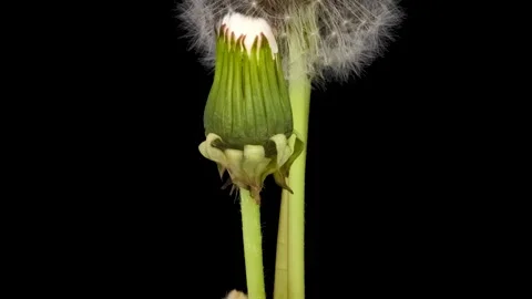 Time lapse of dandelion opening against a black background. Blossoming White Stock Footage 278921304
