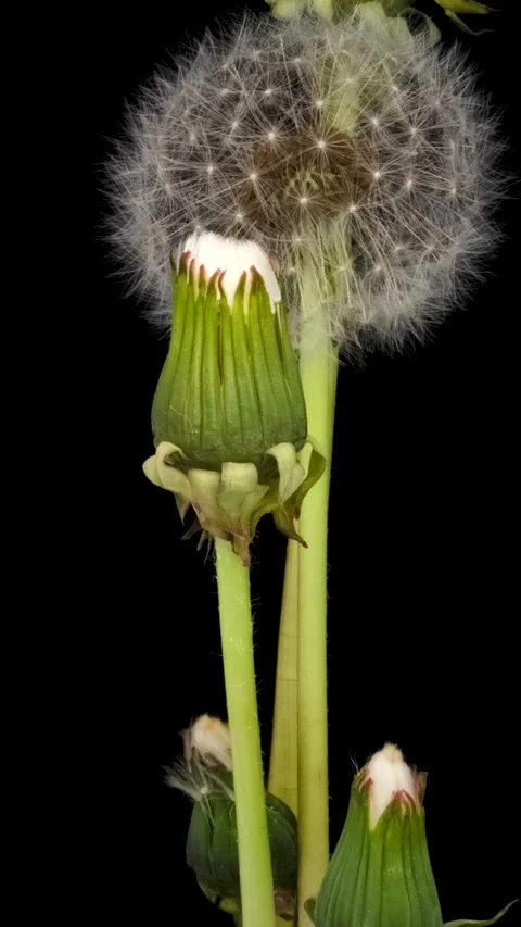 Time lapse of dandelion opening against a black background. Stock Footage 281508008