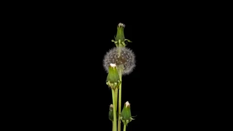 Time lapse of dandelion opening against a black background. Blossoming White Stock Footage 281508042
