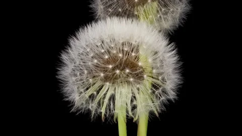 Time lapse of dandelion opening against a black background. Stock Footage 281508091