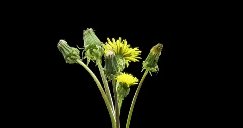 Time lapse of dandelion opening close up view. Macro shoot of flowers group Stock Footage 287295214