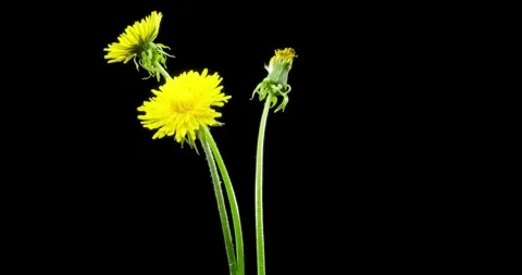 Time lapse of dandelion opening close up view. Macro shoot of flowers group Stock Footage 292762972