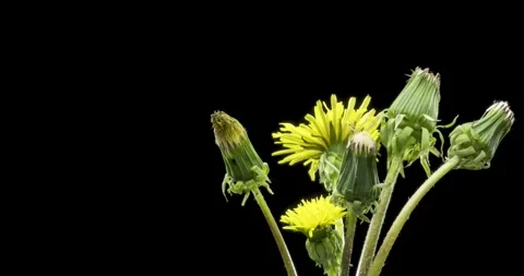 Time lapse of dandelion opening close up view. Macro shoot of flowers group Stock Footage 307575189