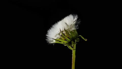 Time lapse of dandelion opening Stock Footage 194538374