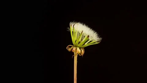 Time Lapse Dandelion Seeds Opening 動画素材 149731136