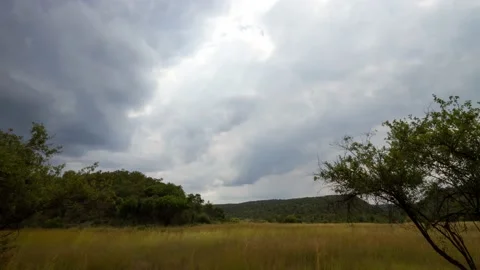 Time lapse Dark clouds move across long yellow grass with trees. God rays show Stock Footage 155386201