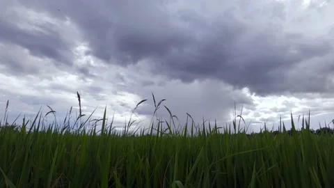 Time-lapse of dark gray sky and storm clouds with views of the fields. Stock Footage 162525860