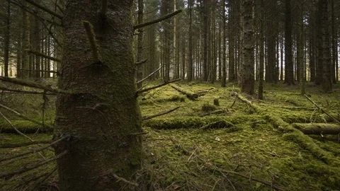 Time Lapse of Dark Mossy Coniferous Forest with Fallen Trees 動画素材 103819436