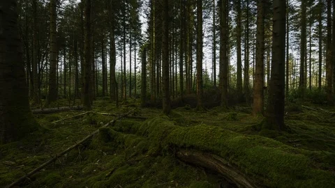 Time Lapse of Dark Mossy Coniferous Forest Stock Footage 103819449