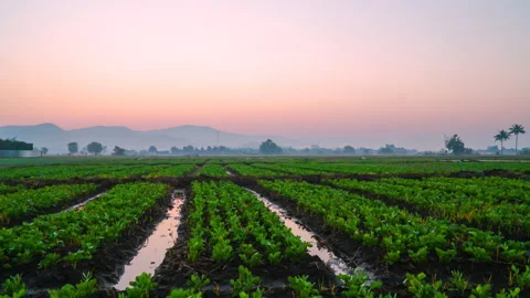 Time lapse dawn to sunrise over soybean plant. Stock Footage 157799072