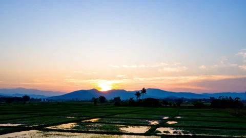 Time-lapse from dawn to sunrise over the rice fields during the farming season Stock Footage 265045834