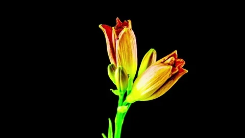Time Lapse daylily on a black background Stock Footage 79485081
