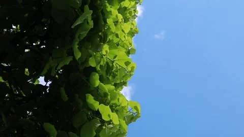 Time-lapse of daytime summer tree and clouds running, half screen of the sky and Stock Footage 265148049