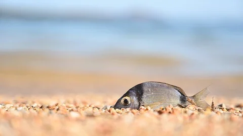 Time-lapse of dead fish on sand beach being swarmed with flies insect Stock Footage 104223983
