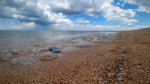 Time lapse dead jellyfish thrown on the sandy shore of the Azov Sea after the Vidéo 114053874