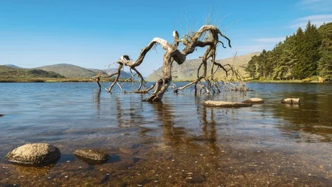 Time Lapse of Dead Lake Tree Reflection on Sunny Day in Ireland 動画素材 101423944