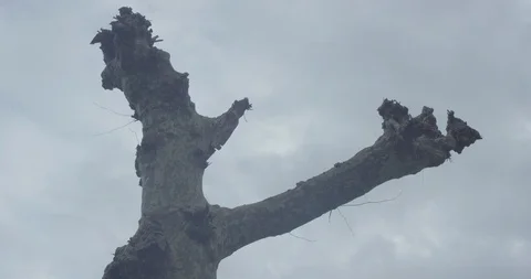 Time lapse of a dead tree with two branches winter under a cloudy sky in front Stock Footage 110697062