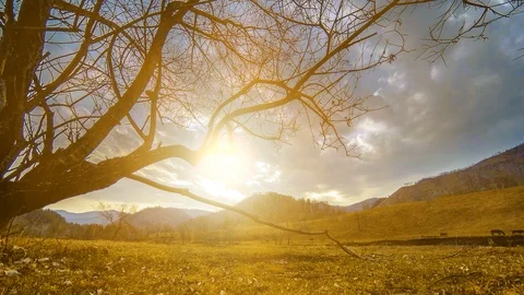 Time lapse of death tree and dry yellow grass at mountian landscape with clouds Video stock 90247864