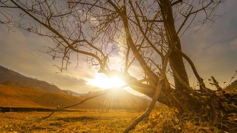 Time lapse of death tree and dry yellow grass at mountian landscape with clouds Vidéo 93960196