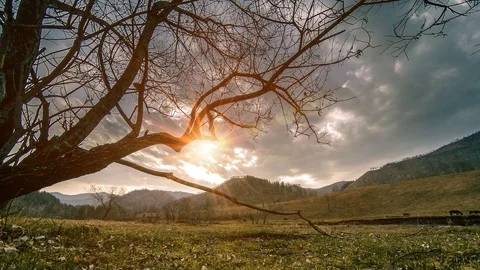 Time lapse of death tree and dry yellow grass at mountian landscape with clouds Stock Footage 93960340
