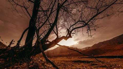 Time lapse of death tree and dry yellow grass at mountian landscape with clouds Stock Footage 98881045