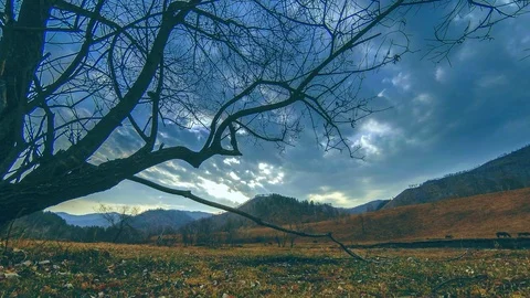 Time lapse of death tree and dry yellow grass at mountian landscape with clouds Stock Footage 98881401