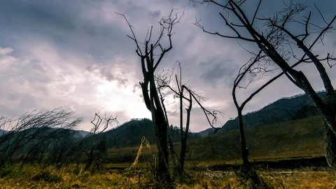 Time lapse of death tree and dry yellow grass at mountian landscape with clouds Stock Footage 98882804