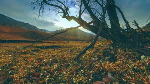 Time lapse of death tree and dry yellow grass at mountian landscape with clouds Stock Footage 107869136