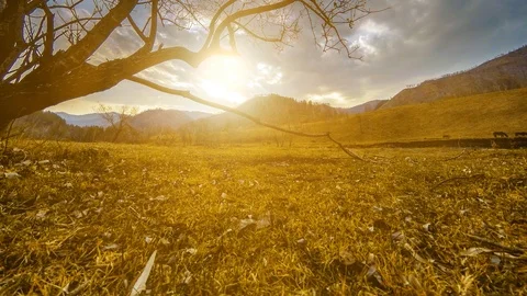 Time lapse of death tree and dry yellow grass at mountian landscape with clouds Stock Footage 107869594