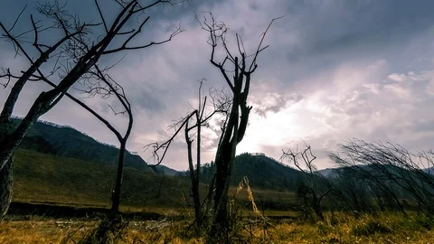 Time lapse of death tree and dry yellow grass at mountian landscape with clouds Stock Footage 107874361