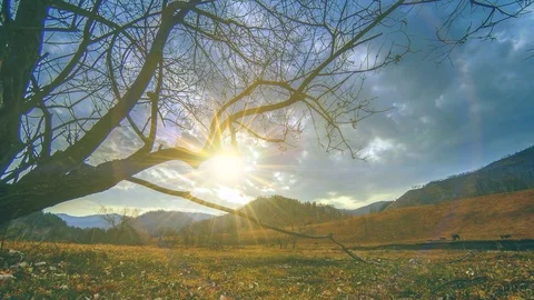 Time lapse of death tree and dry yellow grass at mountian landscape with clouds Stock Footage 115079290