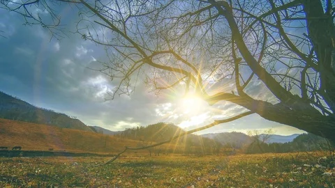 Time lapse of death tree and dry yellow grass at mountian landscape with clouds Stock Footage 115079451