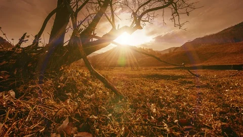 Time lapse of death tree and dry yellow grass at mountian landscape with clouds Stock Footage 115079900