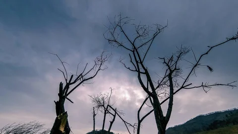 Time lapse of death tree and dry yellow grass at mountian landscape with clouds Stock Footage 115080440