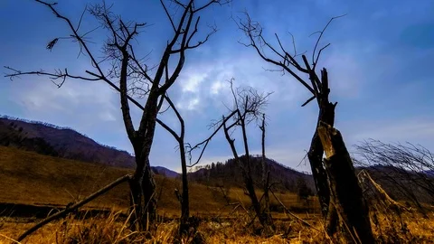 Time lapse of death tree and dry yellow grass at mountian landscape with clouds Stock Footage 115081463
