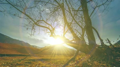 Time lapse of death tree and dry yellow grass at mountian landscape with clouds Video stock 136095166