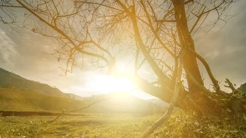 Time lapse of death tree and dry yellow grass at mountian landscape with clouds Stock Footage 139548868