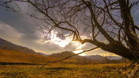 Time lapse of death tree and dry yellow grass at mountian landscape with clouds Stock Footage 156803940