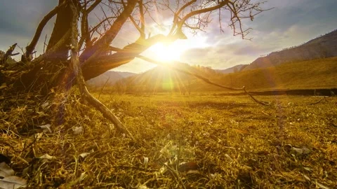 Time lapse of death tree and dry yellow grass at mountian landscape with clouds Stock Footage 156804346
