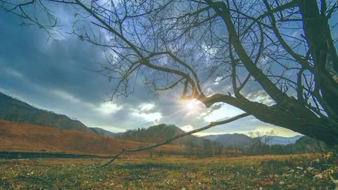 Time lapse of death tree and dry yellow grass at mountian landscape with clouds Stock Footage 165576678