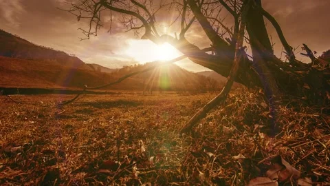 Time lapse of death tree and dry yellow grass at mountian landscape with clouds Stock Footage 165576811