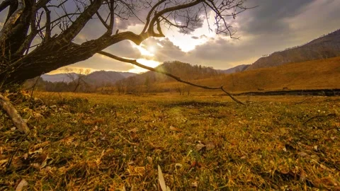 Time lapse of death tree and dry yellow grass at mountian landscape with clouds Stock Footage 165576955