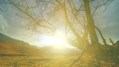 Time lapse of death tree and dry yellow grass at mountian landscape with clouds Stock Footage 169960211