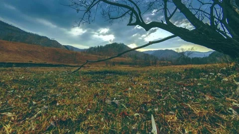 Time lapse of death tree and dry yellow grass at mountian landscape with clouds Stock Footage 169960622