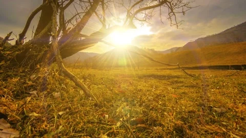 Time lapse of death tree and dry yellow grass at mountian landscape with clouds Stock Footage 169960769
