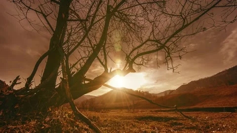 Time lapse of death tree and dry yellow grass at mountian landscape with clouds Vidéo 178523934