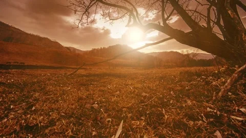 Time lapse of death tree and dry yellow grass at mountian landscape with clouds Stock Footage 291784933