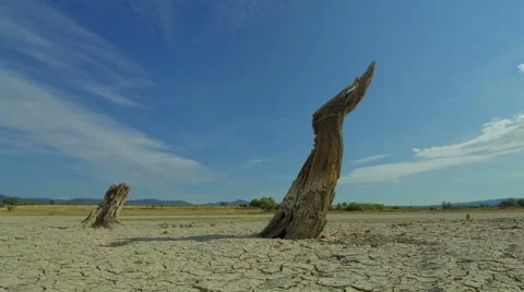 Time lapse with death tree, drought disaster, dry soil Climate change warming Stock Footage