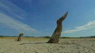 Time Lapse With Death Tree, Drought Disaster, Dry Soil Climate Change Warming Stock Footage