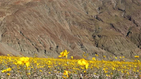 Time Lapse Death Valley Desert Flower Super Bloom - Spring Stock Footage 61113346